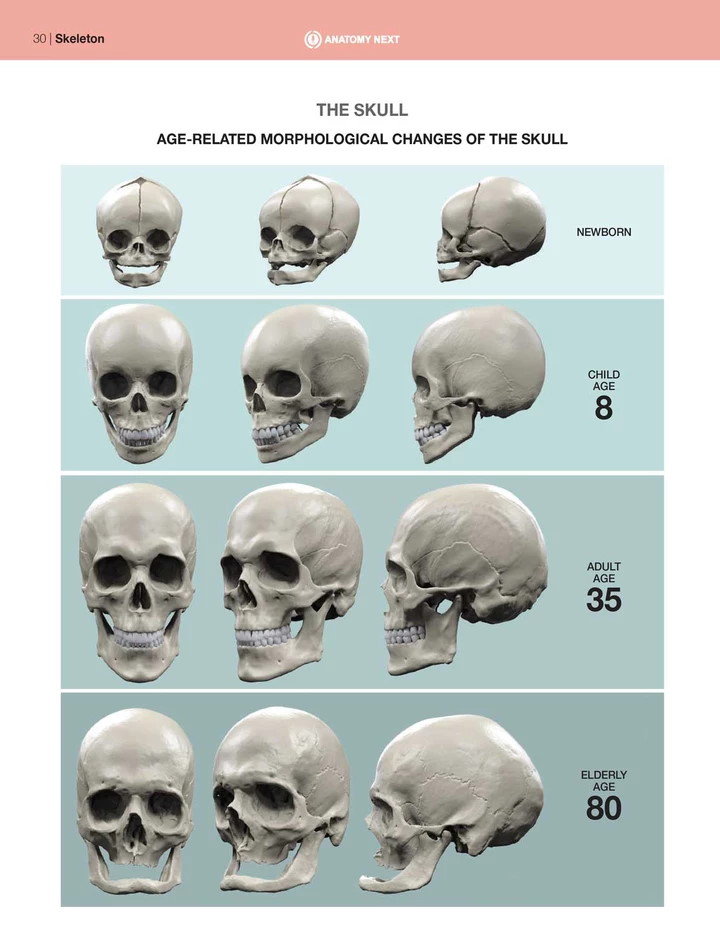 Age Related Morphological Changes Of Skull Pinkmirror Blog