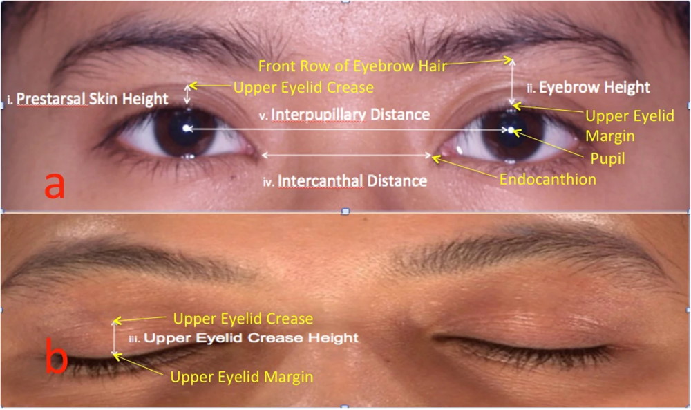 Human Face And Unit Of Measurement PinkMirror Blog