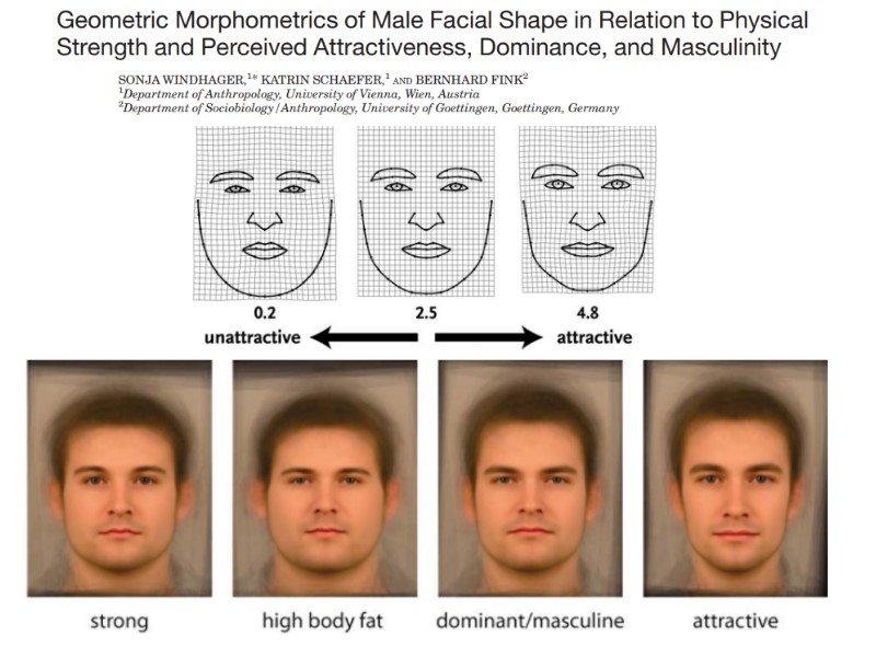 male face shapes attractive