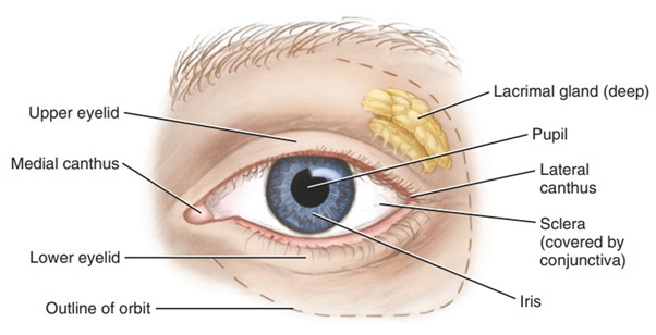 CANTHAL TILT POSITIVE NEUTRAL I I NEGATIVE I Outer eye corner is Outer and  inner eye Outer eye corer is above the innereye cormersareatsame below the  inner eye corner level comer 